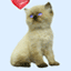 Image Name